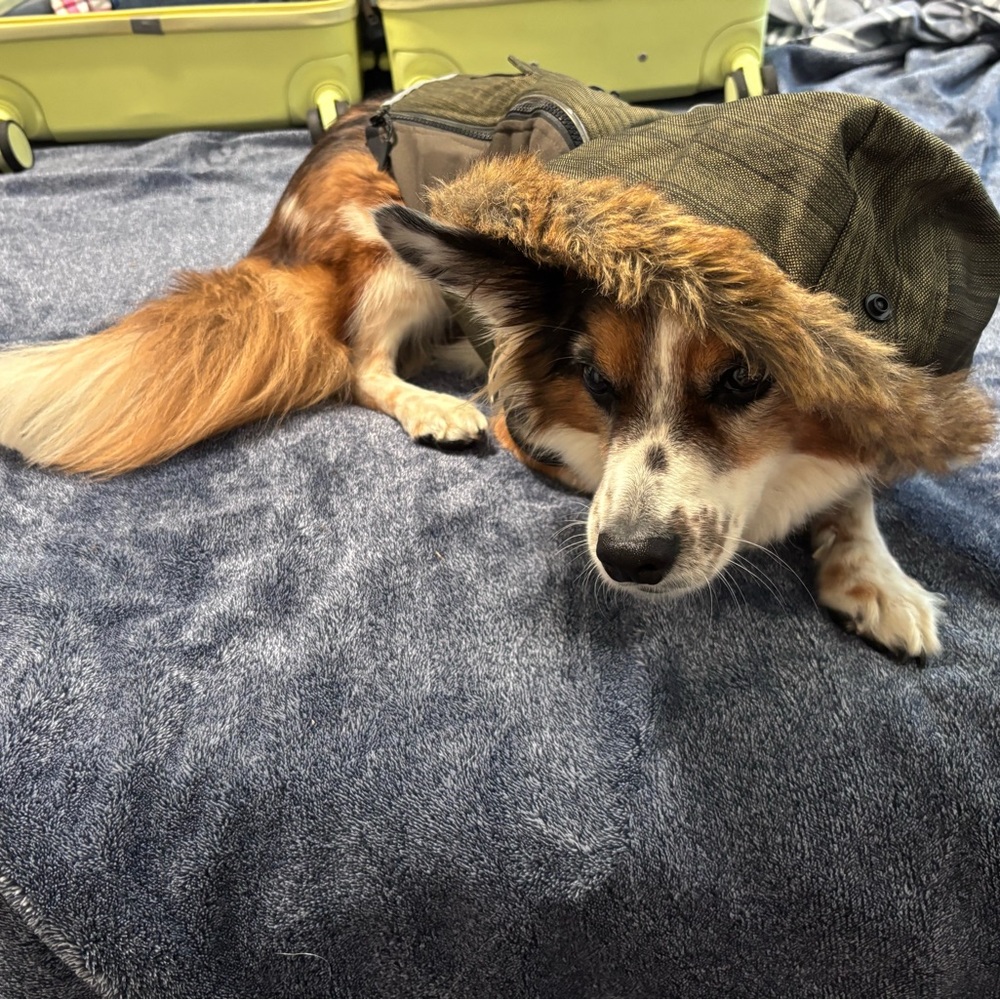 Top Paw Green Dog Jacket with Fur Trim